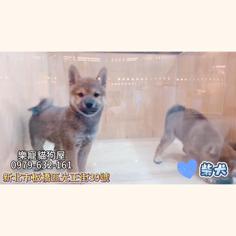 柴犬