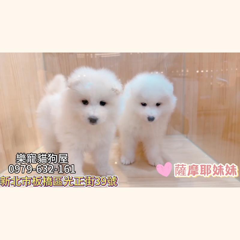 薩摩耶妹妹,薩摩耶