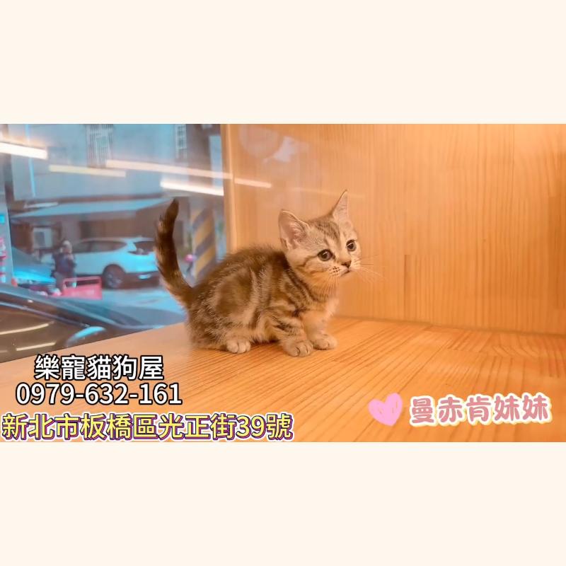 曼赤肯妹妹,曼赤肯