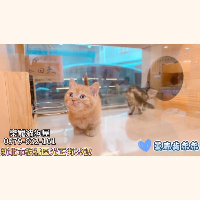 曼赤肯弟弟,曼赤肯