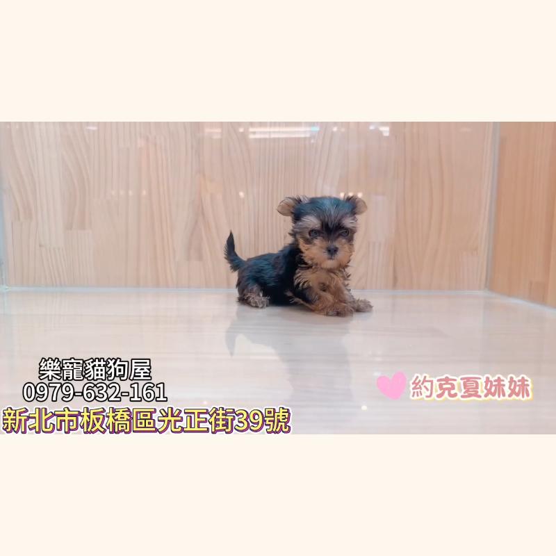 約克夏妹妹