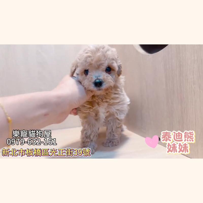 泰迪熊妹妹
