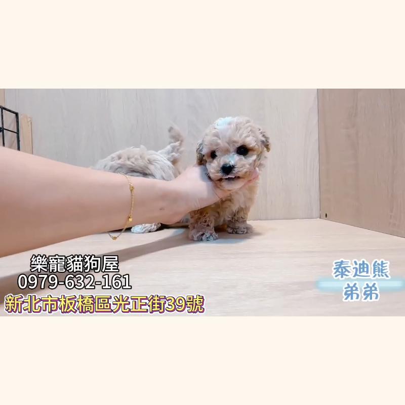泰迪熊弟弟