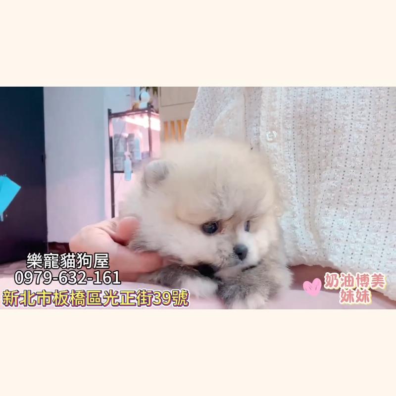 奶油博美妹妹