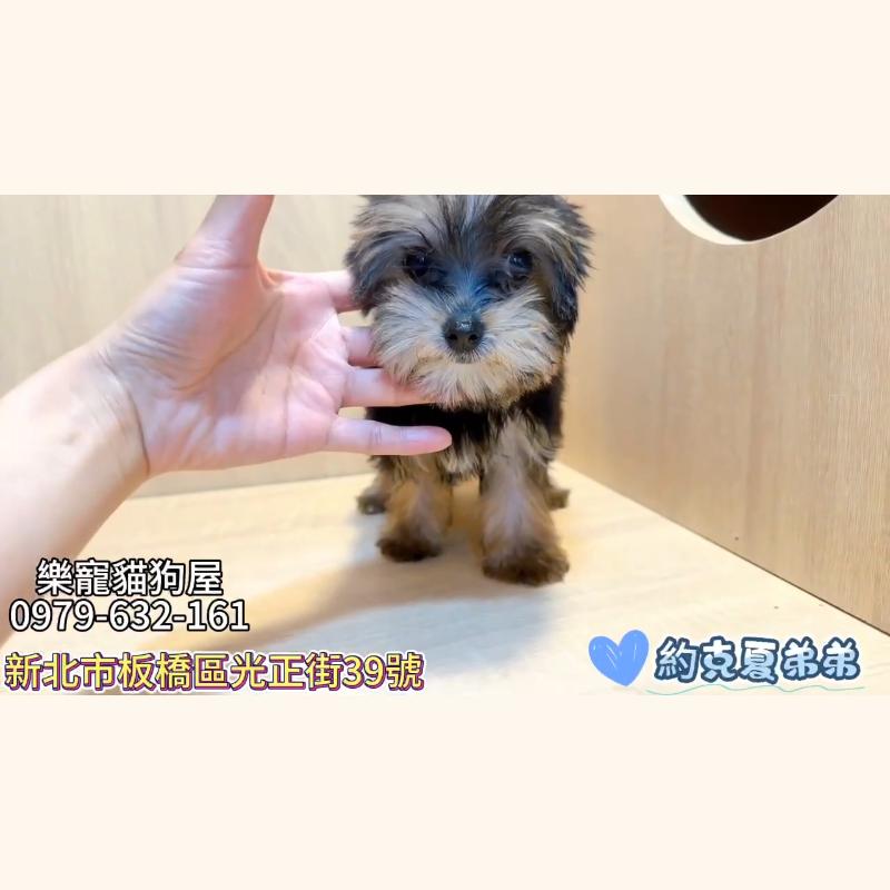 約克夏弟弟