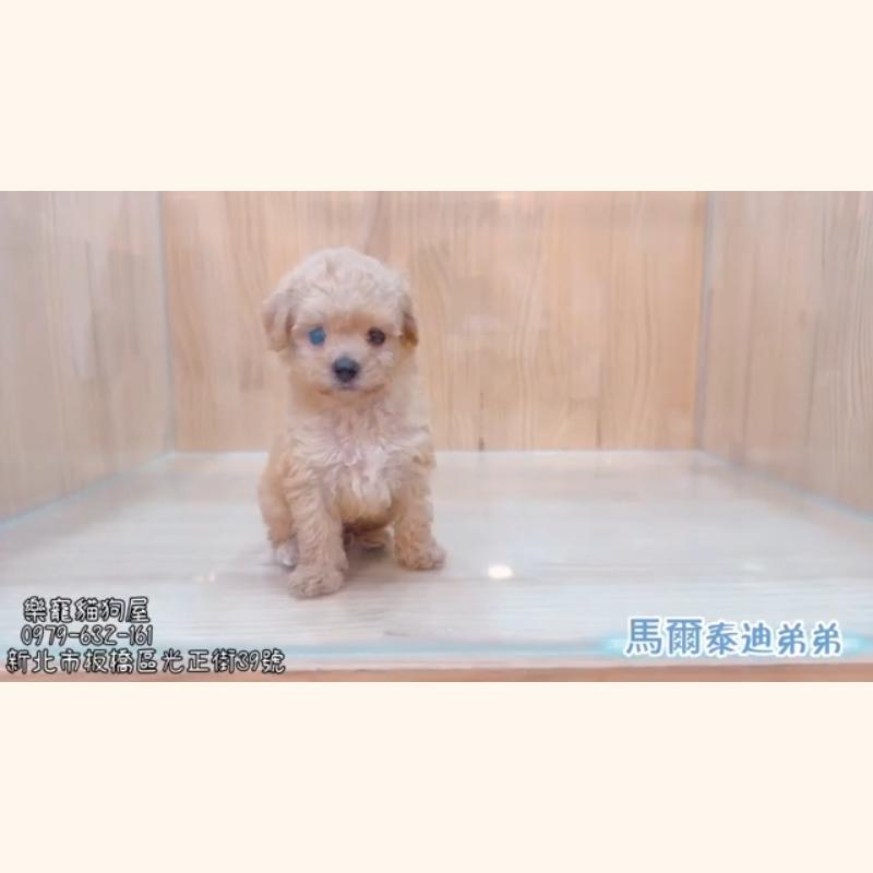 馬爾泰迪弟弟