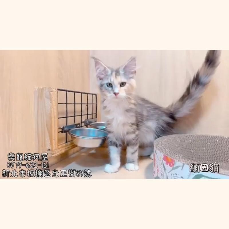 緬因貓