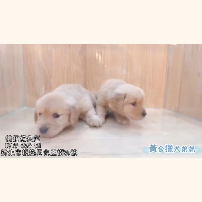 黃金獵犬弟弟