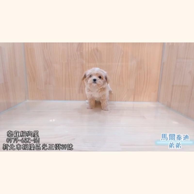 馬爾泰迪弟弟