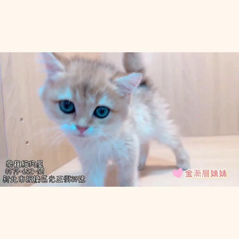 金漸層妹妹