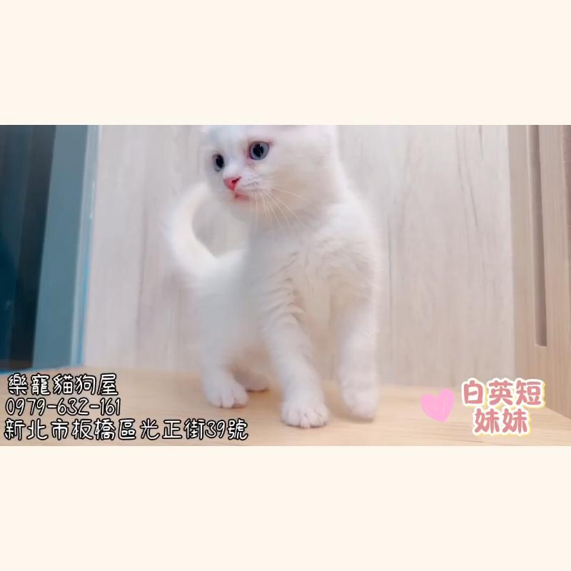 白英短妹妹