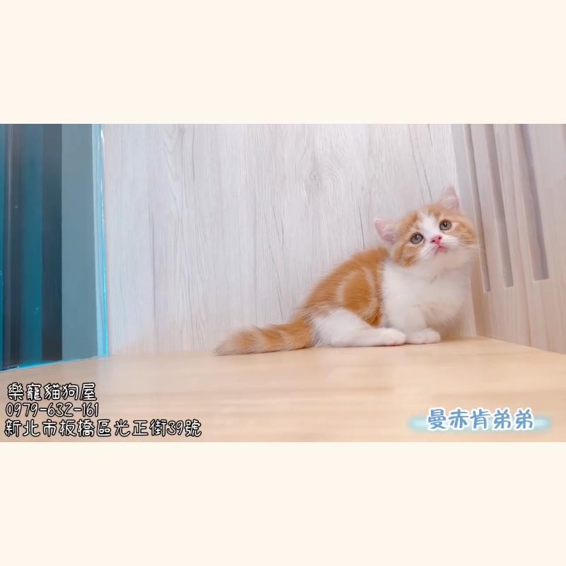 曼赤肯弟弟