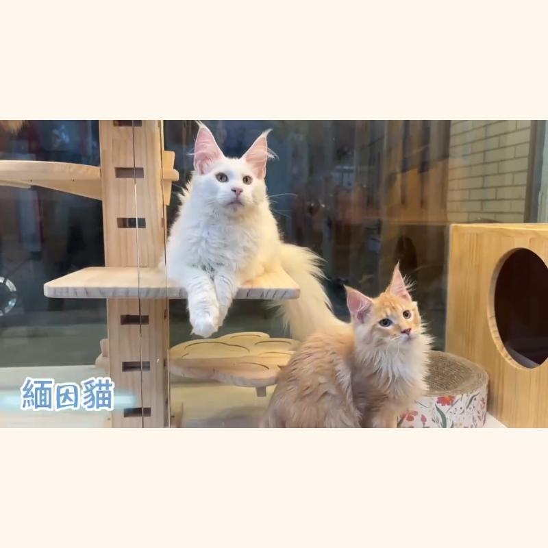 緬因貓