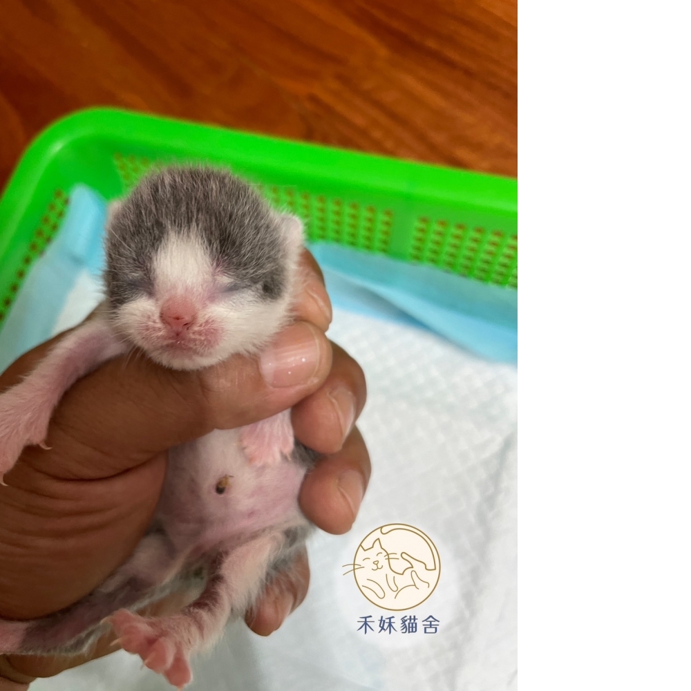 藍白正賓士英短貓咪(