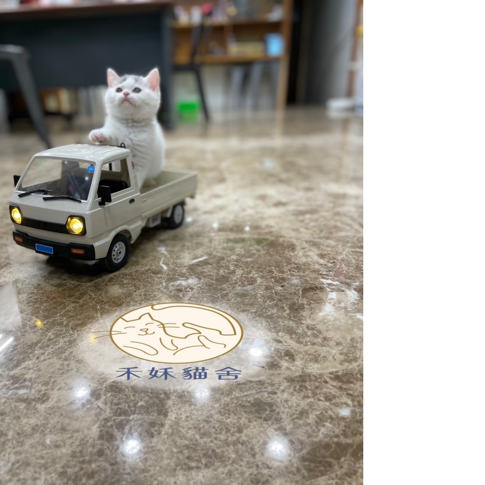 藍白英短妹妹(已有溫