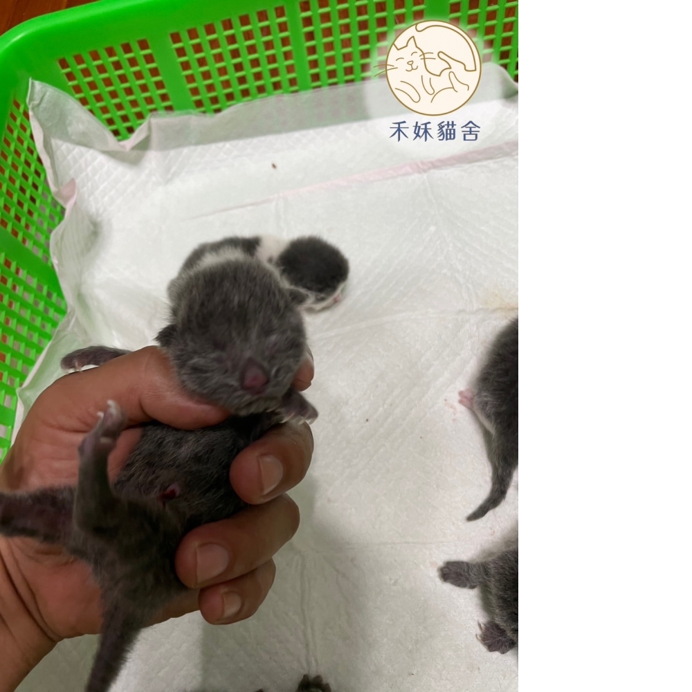 藍白英短貓咪&藍英短貓咪(2023.08.09誕生)*