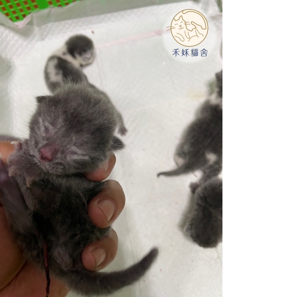 藍白英短貓咪&藍英短貓咪(2023.08.09誕生)*