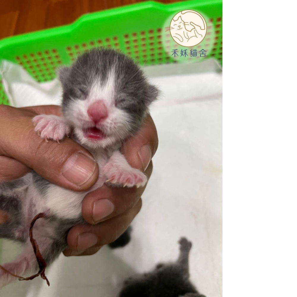 藍白英短貓咪&藍英短貓咪(2023.08.09誕生)*