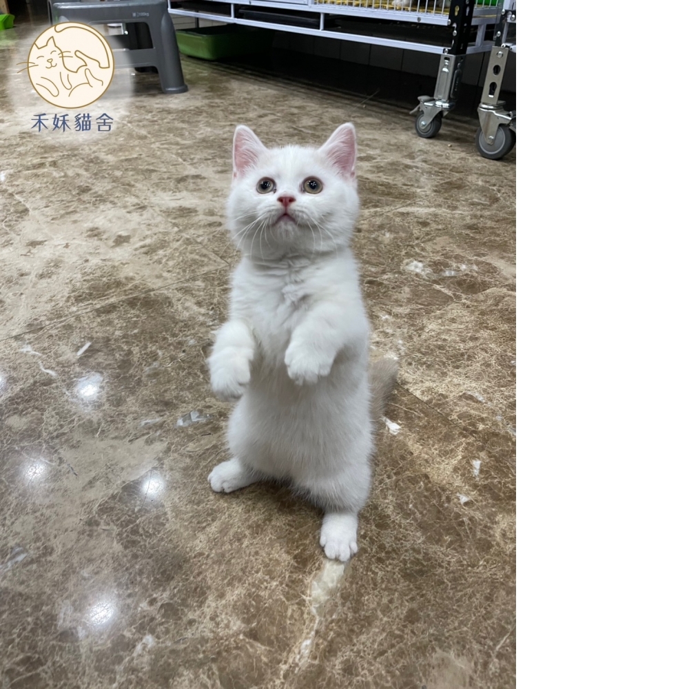 紫丁香多白英短貓咪(2023.10.19誕生)*
