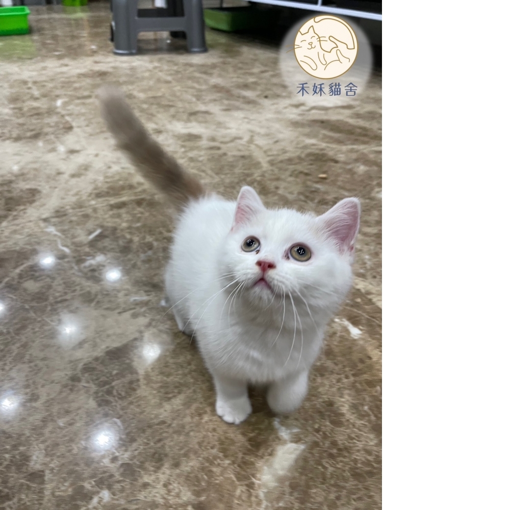 紫丁香多白英短貓咪(2023.10.19誕生)*
