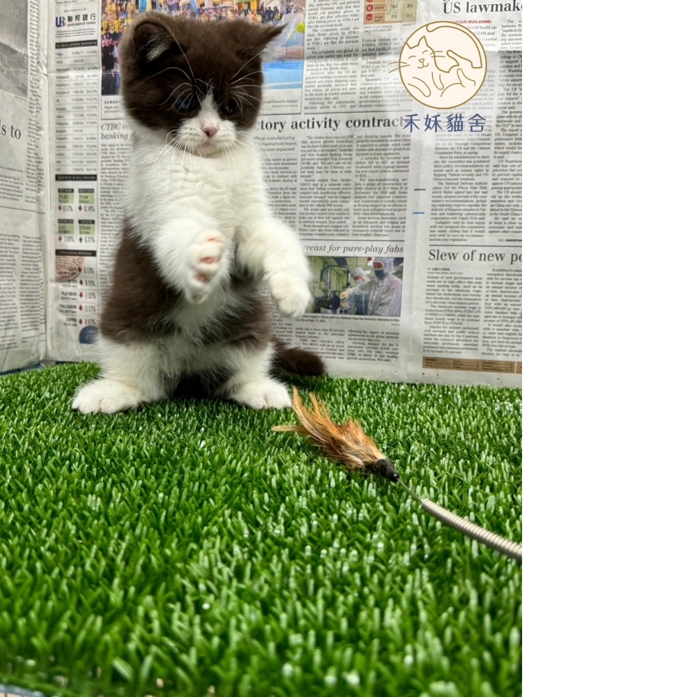 巧克力賓士英短貓咪*