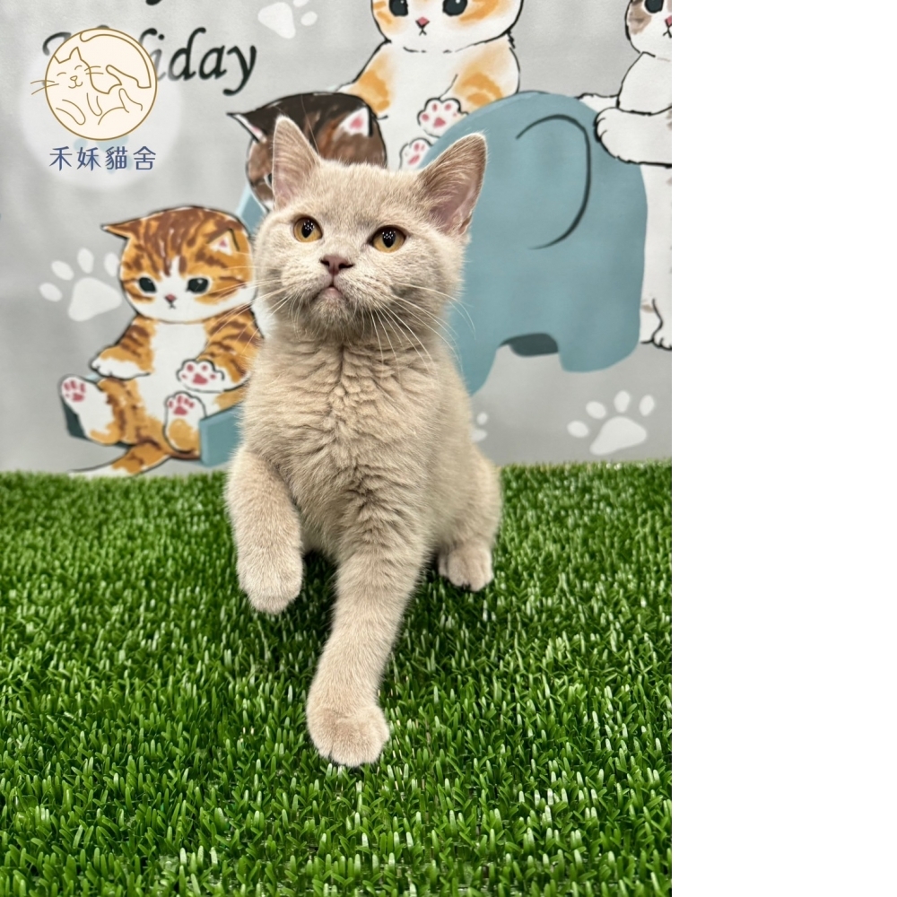 紫丁香英短貓咪*