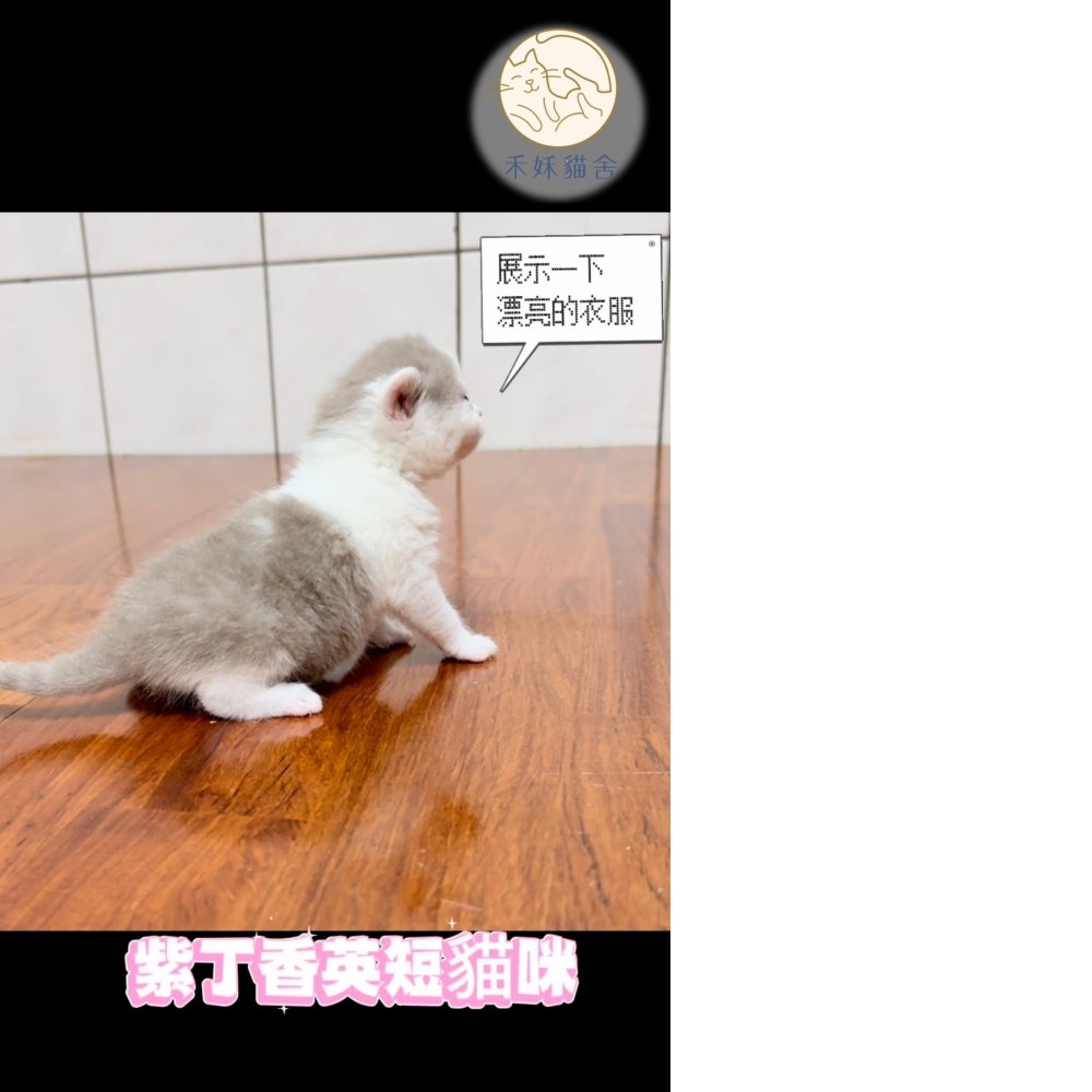 紫丁香英短貓咪(2024.03.06誕生)妹妹*