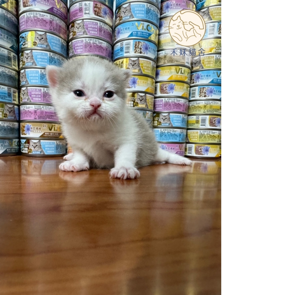 紫丁香英短貓咪(2024.03.06誕生)妹妹*