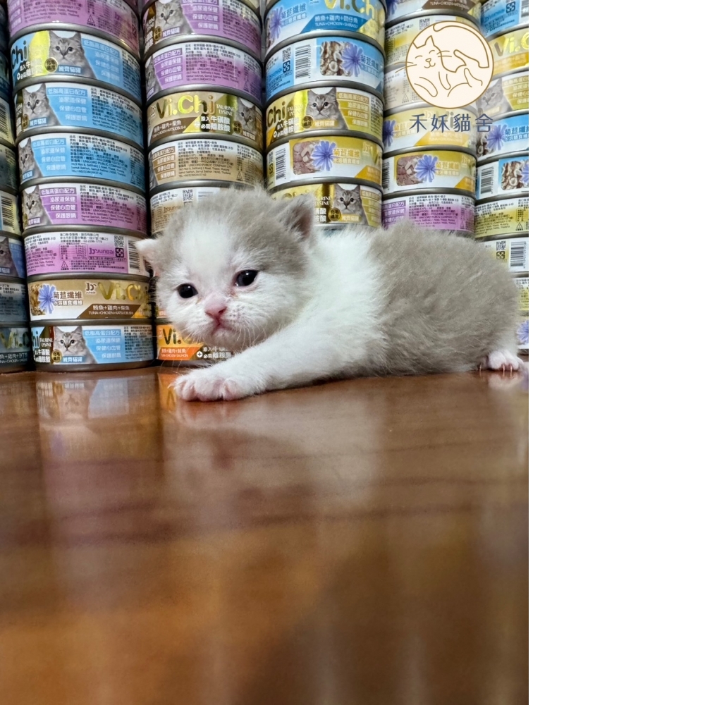 紫丁香英短貓咪(2024.03.06誕生)妹妹*