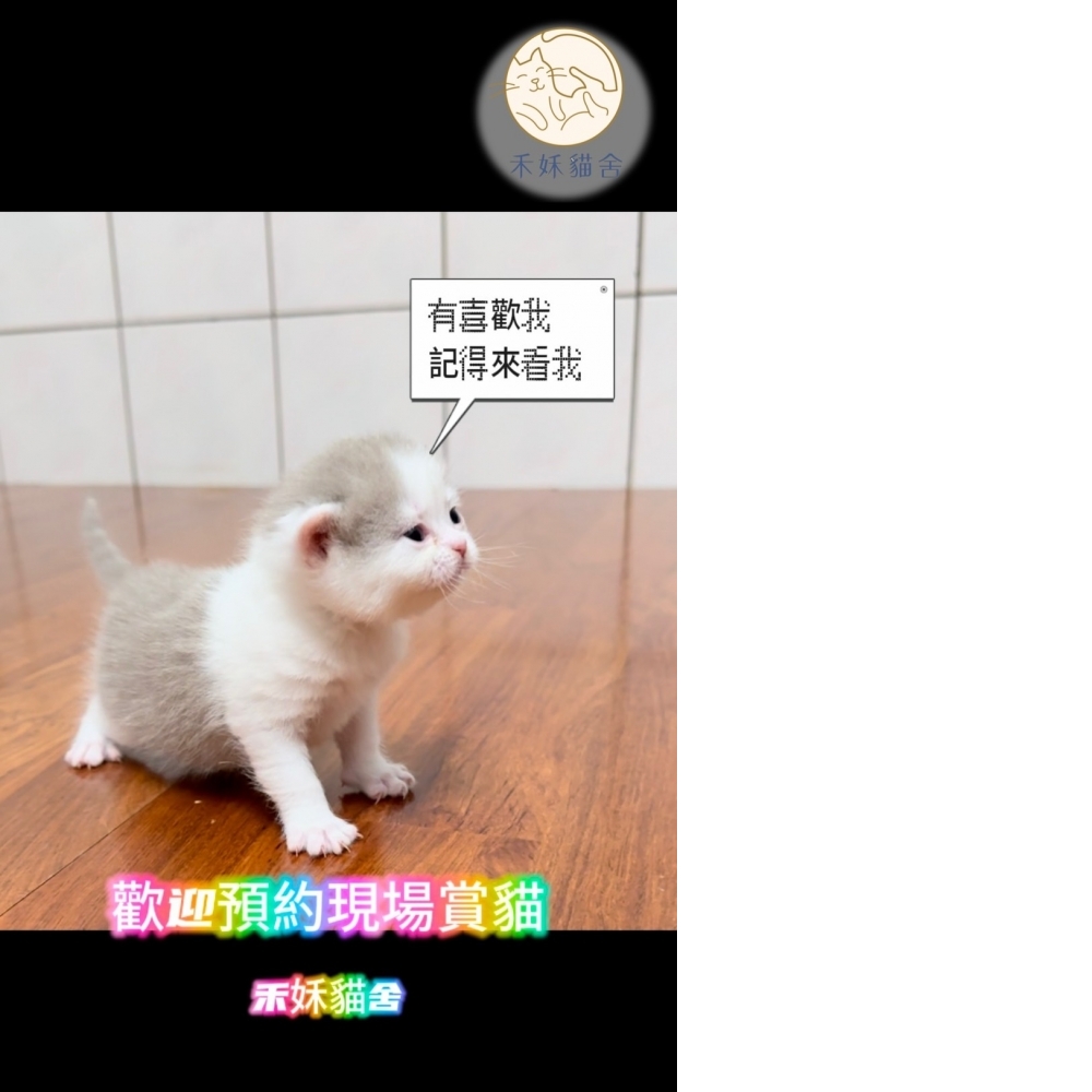 紫丁香英短貓咪(2024.03.06誕生)妹妹*