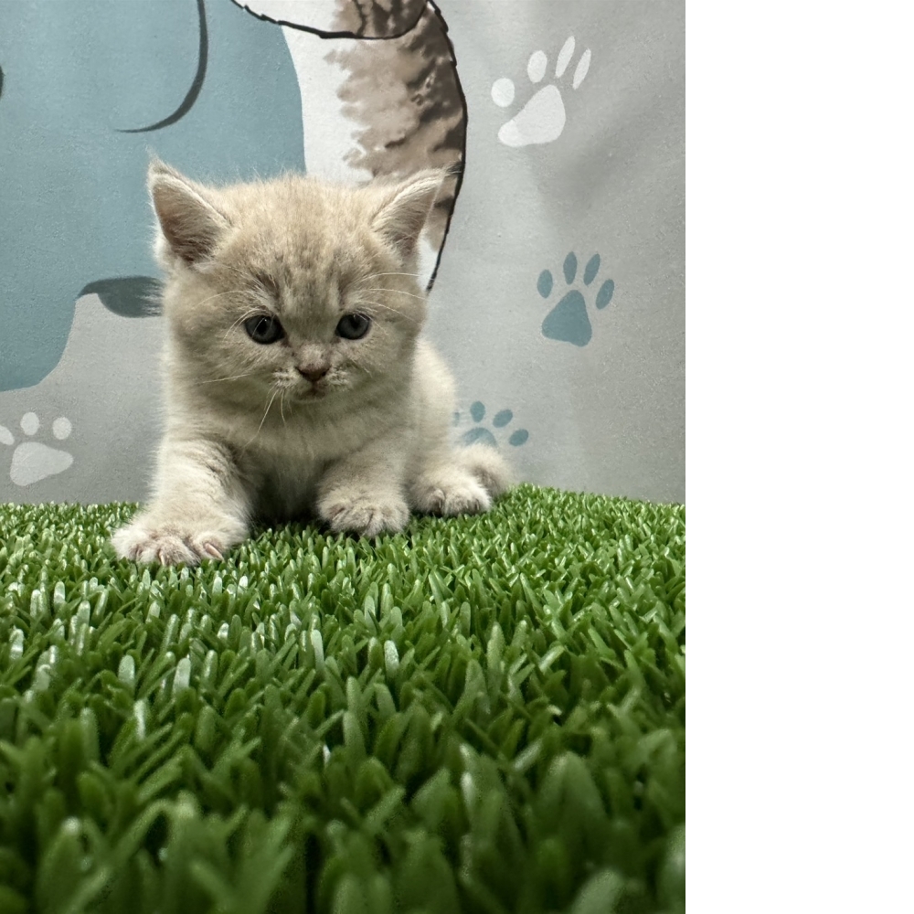 紫丁香英短貓咪(2024.02.29誕生)妹妹*