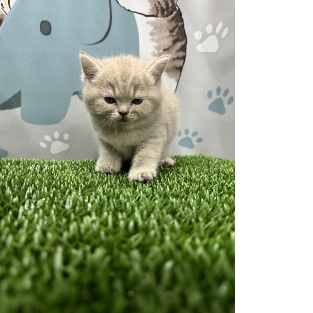 紫丁香英短貓咪(2024.02.29誕生)妹妹*