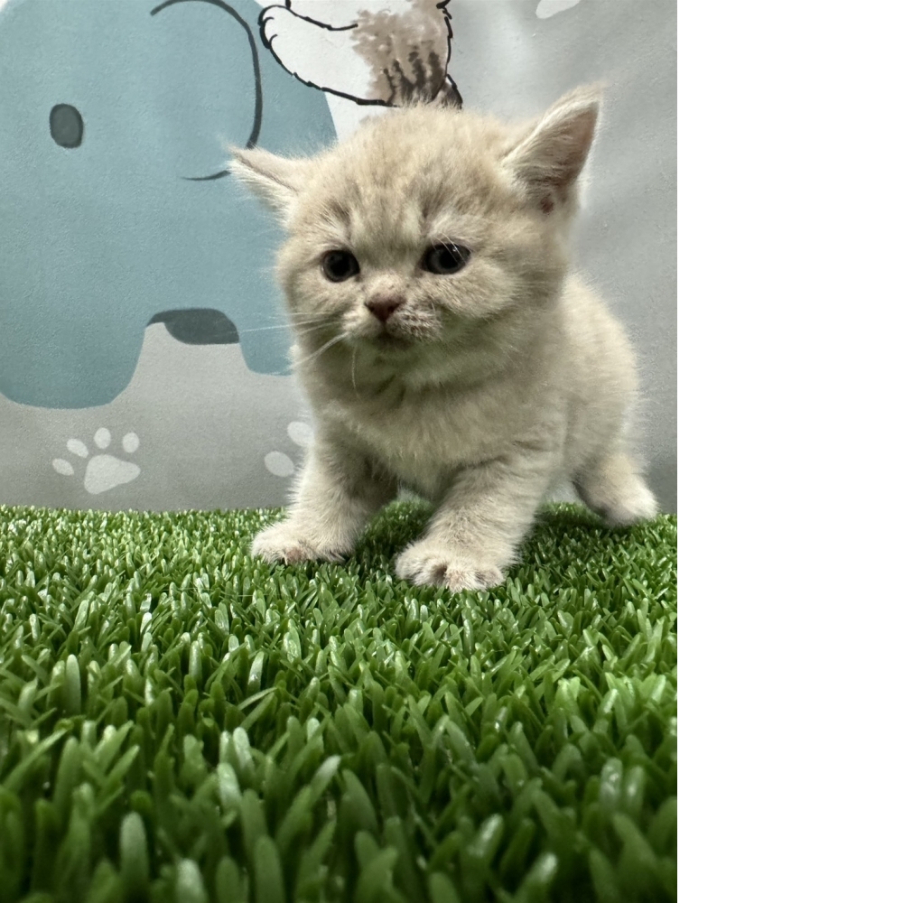 紫丁香英短貓咪(2024.02.29誕生)妹妹*