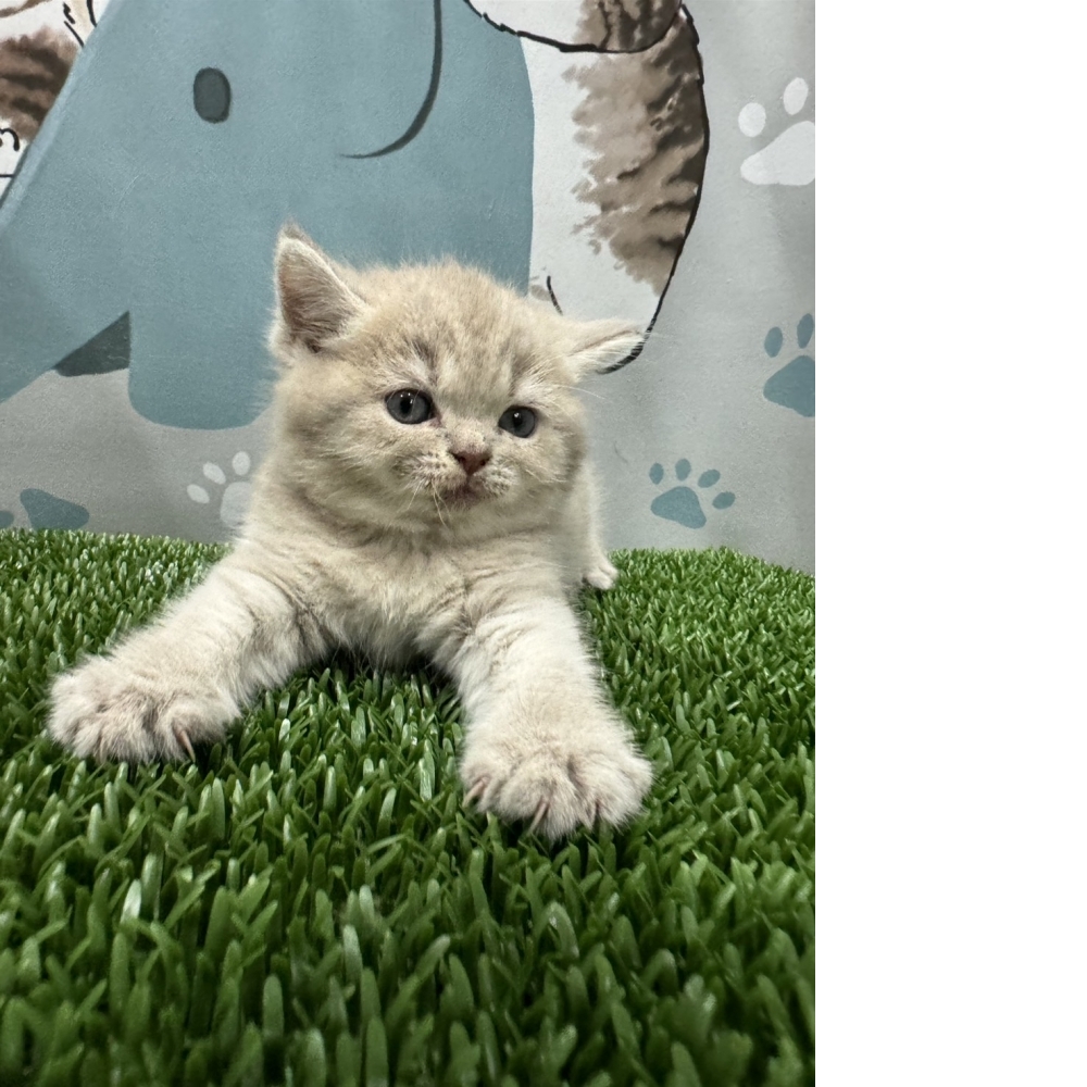 紫丁香英短貓咪(2024.02.29誕生)妹妹*