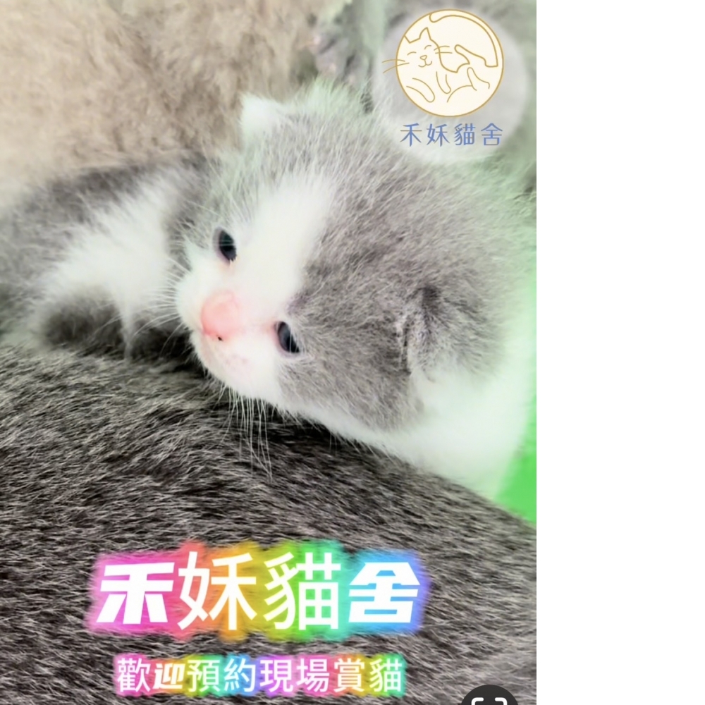藍白賓士英短貓咪(2024.05.10誕生)弟弟*