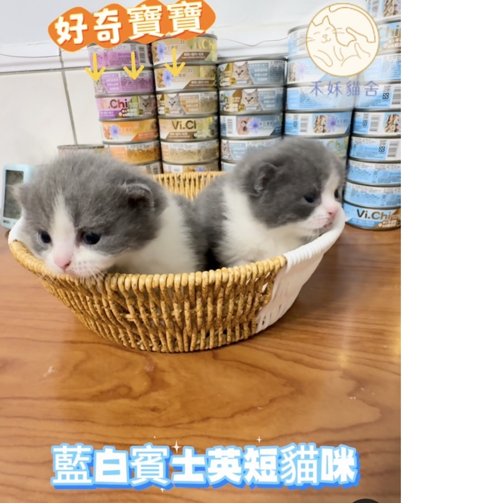 藍白賓士英短貓咪(2