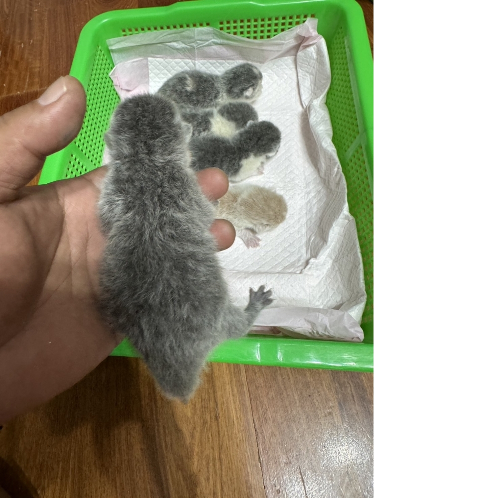 奶油賓士英短貓咪&淺藍英短貓咪&藍白賓士英短貓咪&奶藍英短貓咪(2024.08.15誕生)*