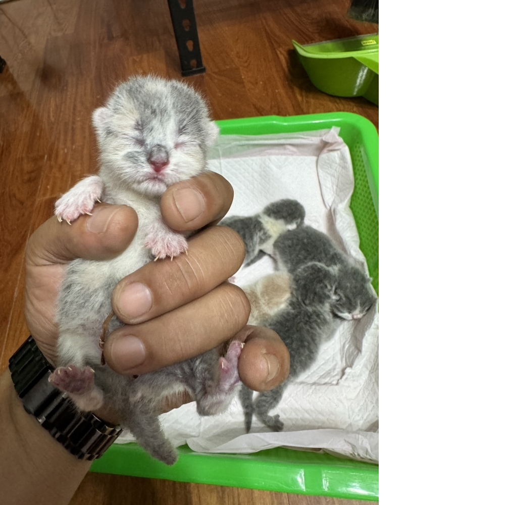 奶油賓士英短貓咪&淺藍英短貓咪&藍白賓士英短貓咪&奶藍英短貓咪(2024.08.15誕生)*