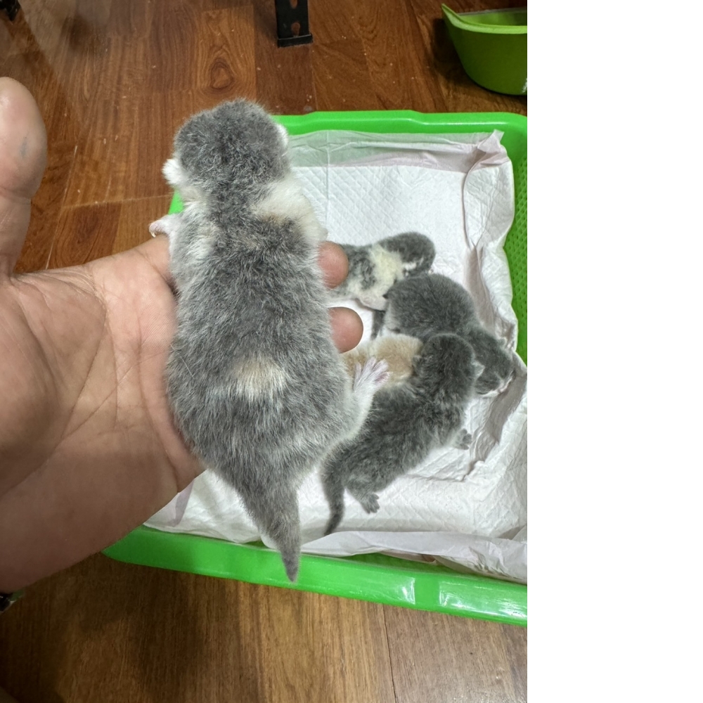 奶油賓士英短貓咪&淺藍英短貓咪&藍白賓士英短貓咪&奶藍英短貓咪(2024.08.15誕生)*