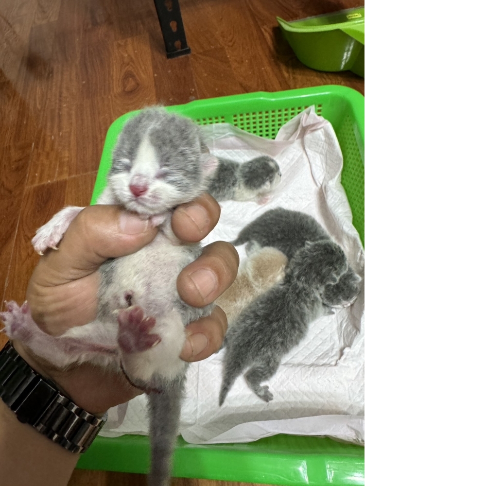 奶油賓士英短貓咪&淺藍英短貓咪&藍白賓士英短貓咪&奶藍英短貓咪(2024.08.15誕生)*