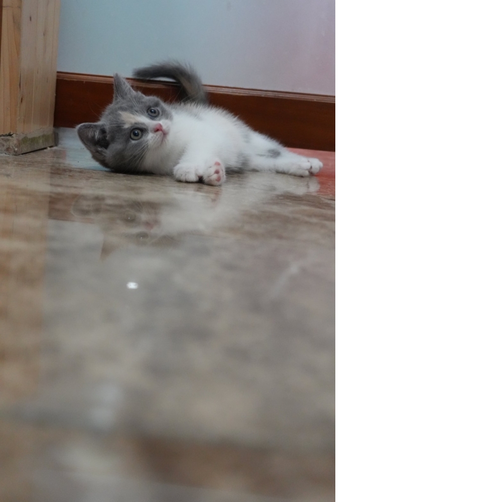 藍3花英短貓咪(2024.09.25誕生)*