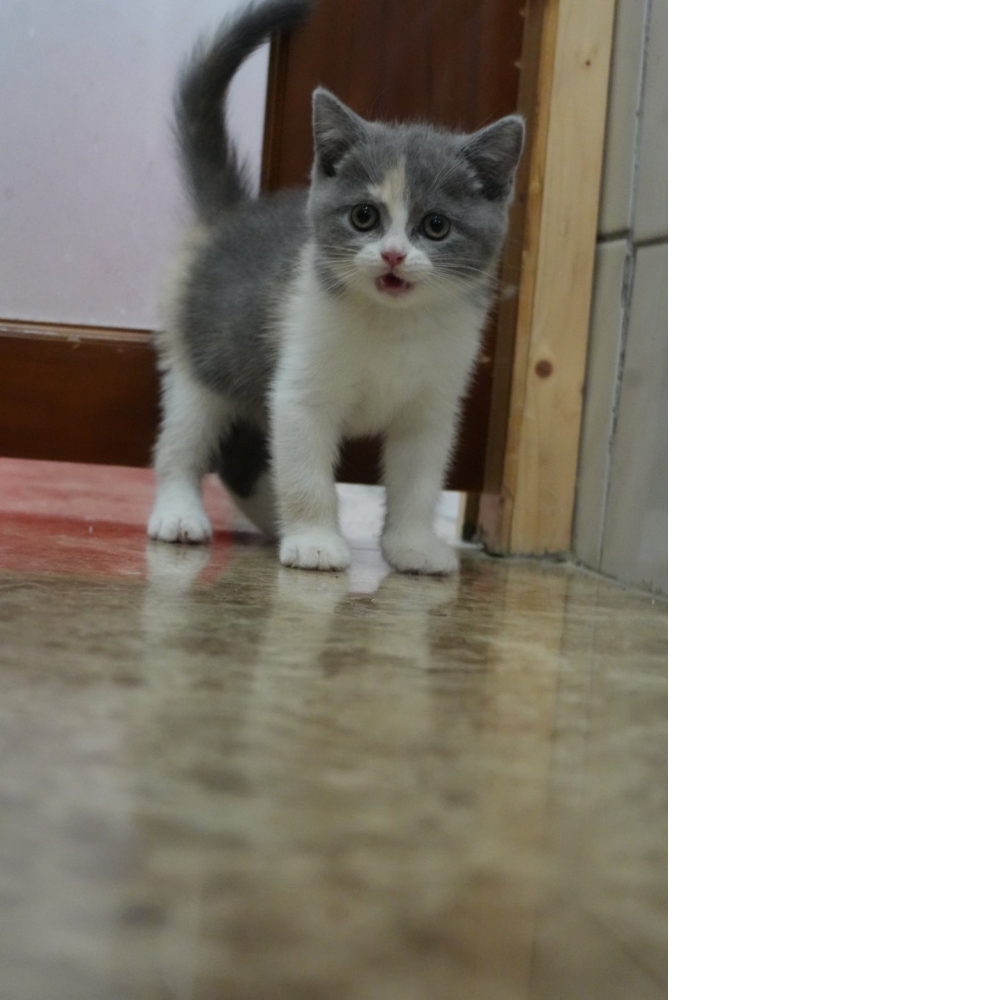 藍3花英短貓咪(2024.09.25誕生)*