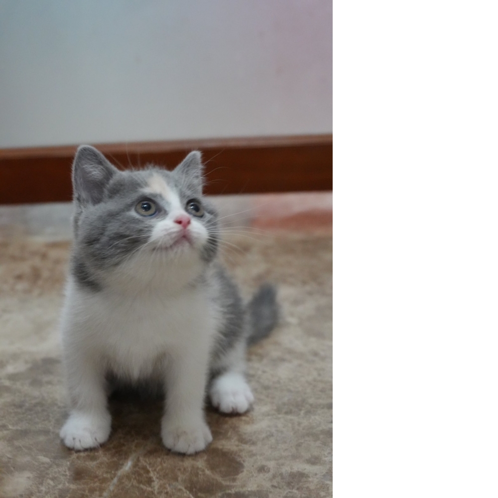 藍3花英短貓咪(2024.09.25誕生)*