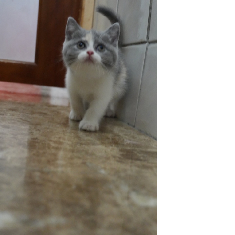 藍3花英短貓咪(2024.09.25誕生)*