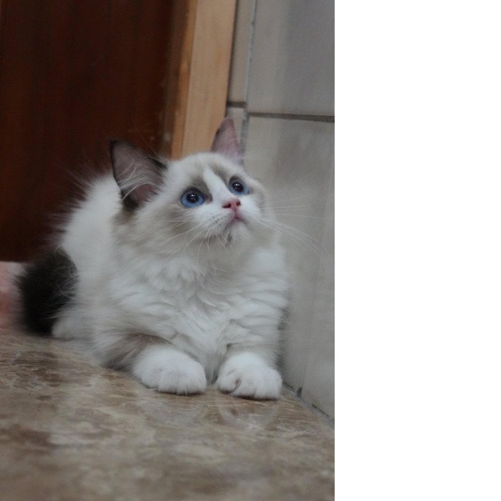 海豹雙色布偶貓咪(2024.08.21誕生)妹妹*