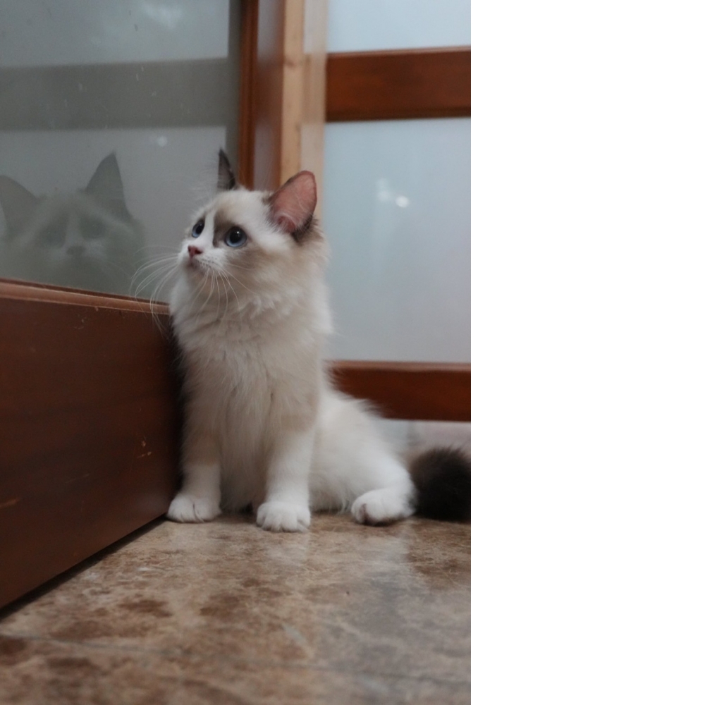 海豹雙色布偶貓咪(2024.08.21誕生)妹妹*