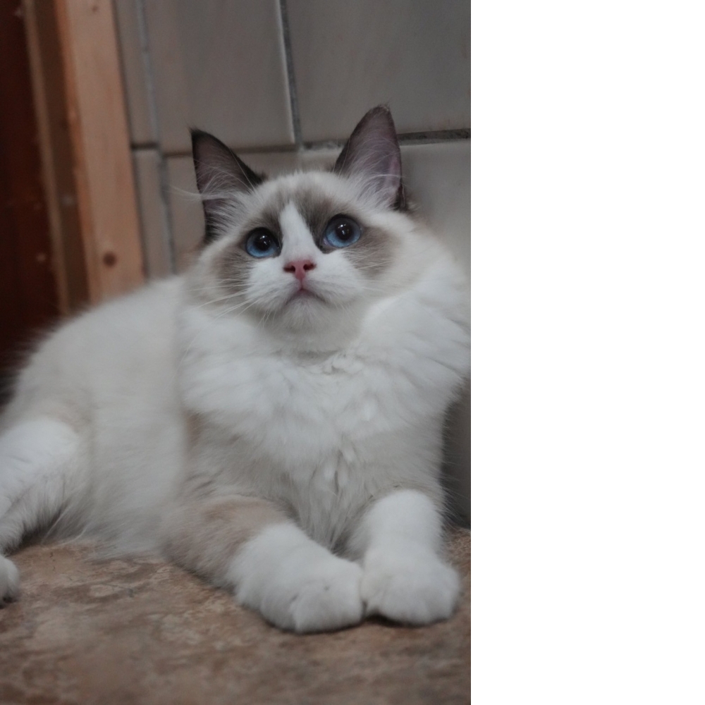 海豹雙色布偶貓咪(2024.08.21誕生)妹妹*