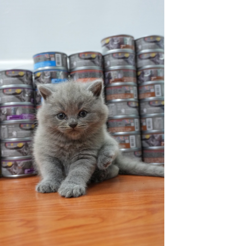 淺藍英短貓咪(2025.08.02誕生)*