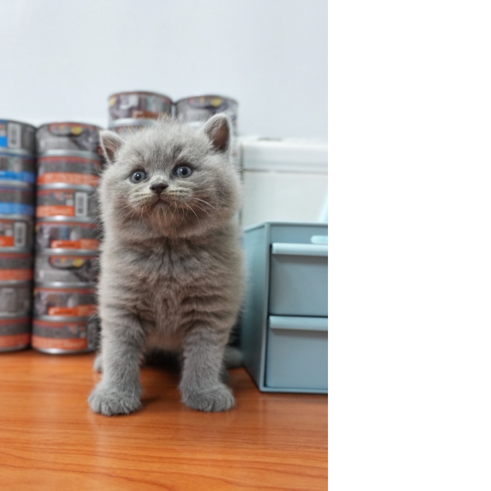 淺藍英短貓咪(2025.08.02誕生)*