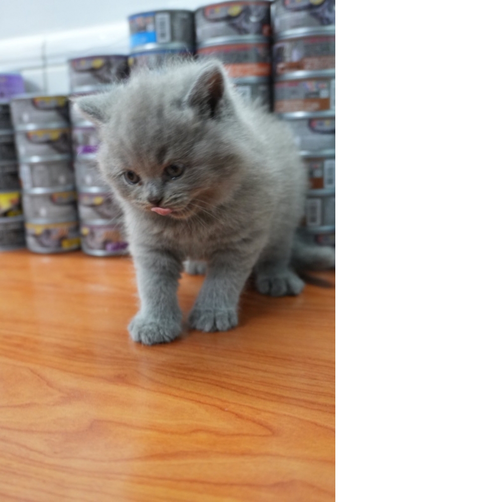 淺藍英短貓咪(2025.08.02誕生)*